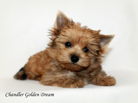 Chandler Golden Dream